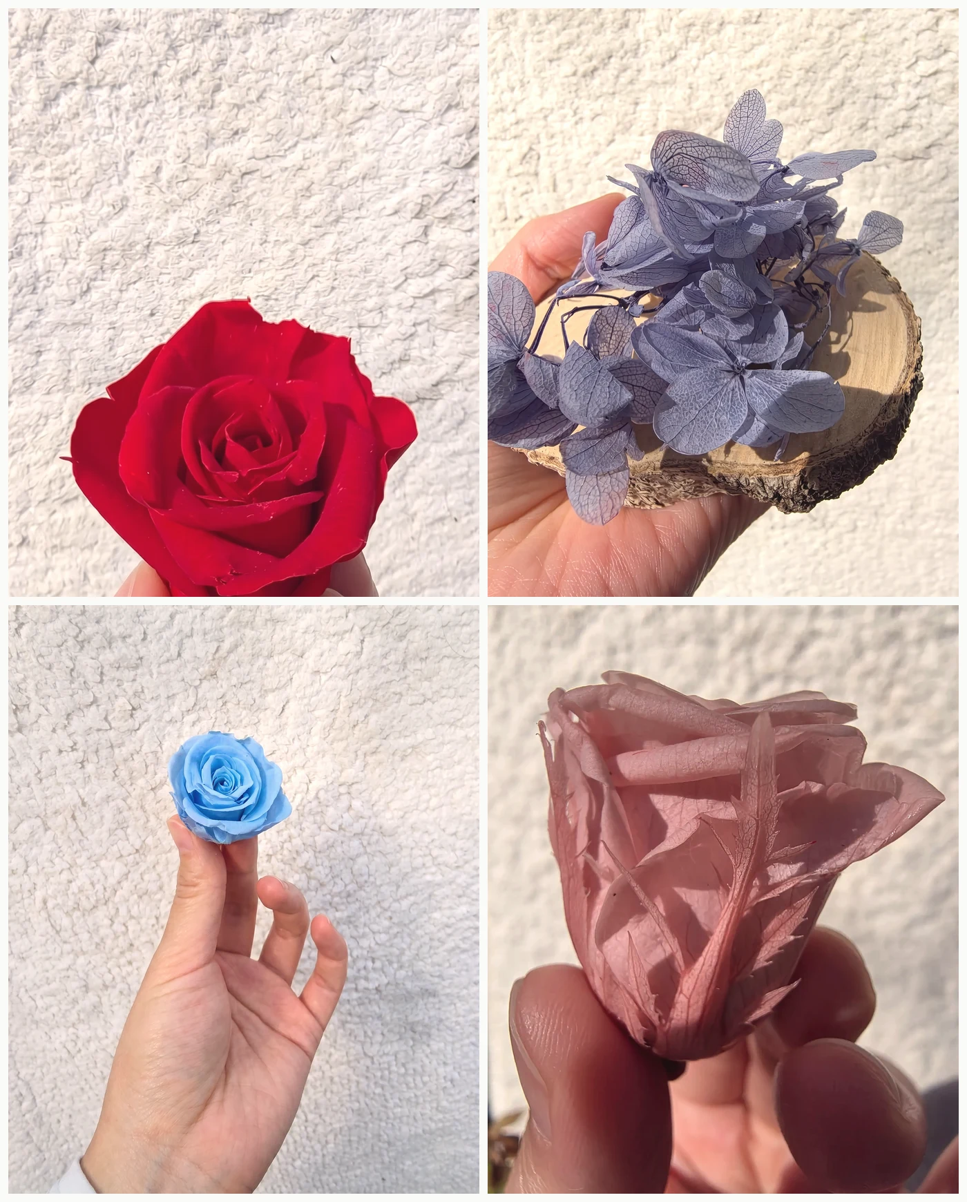 Real preserved roses and hydrangea — red rose, blue hydrangea, blue rose, pink rose bud