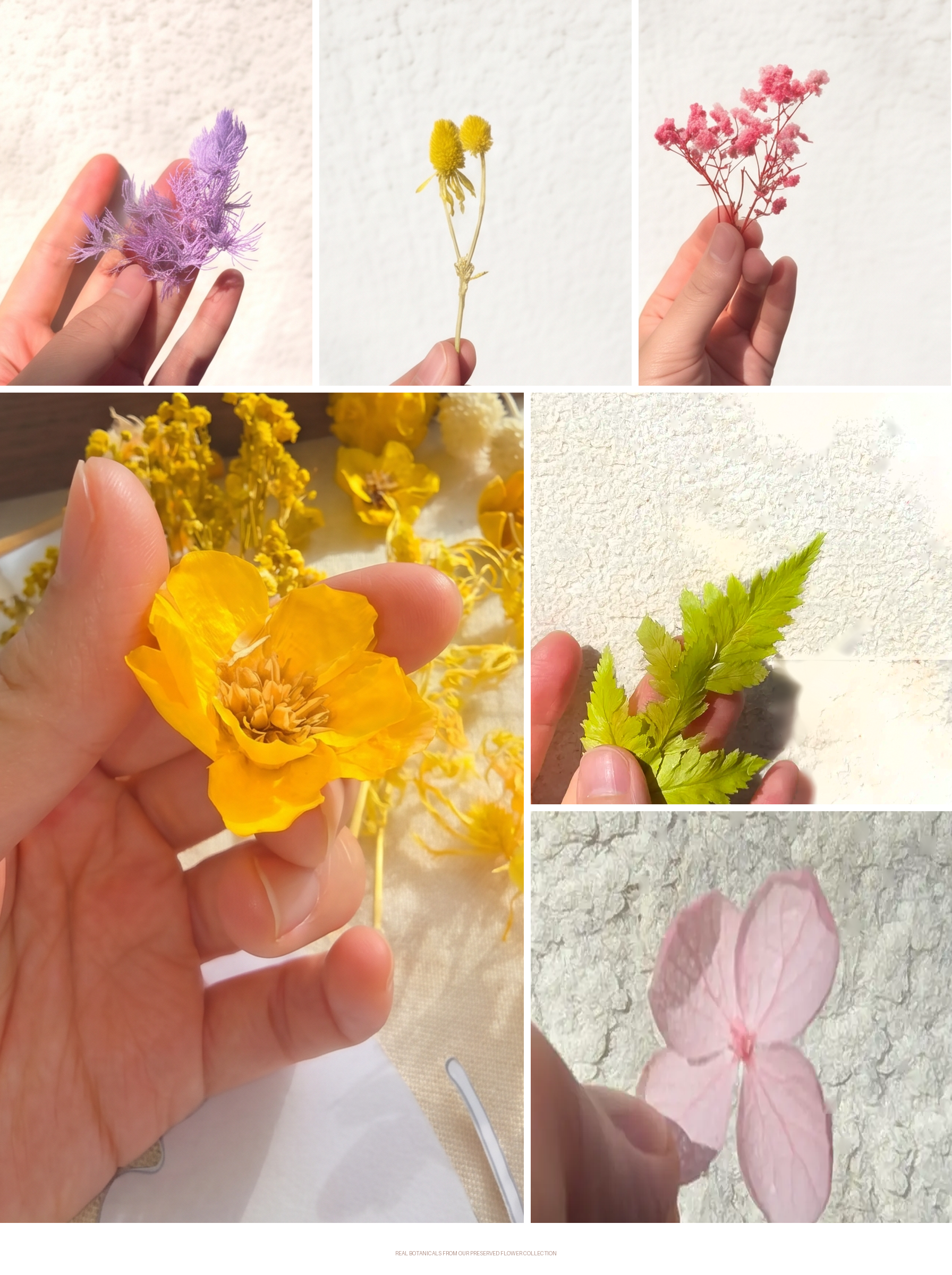 Real botanicals from our preserved flower collection — 6-panel botanical collage
